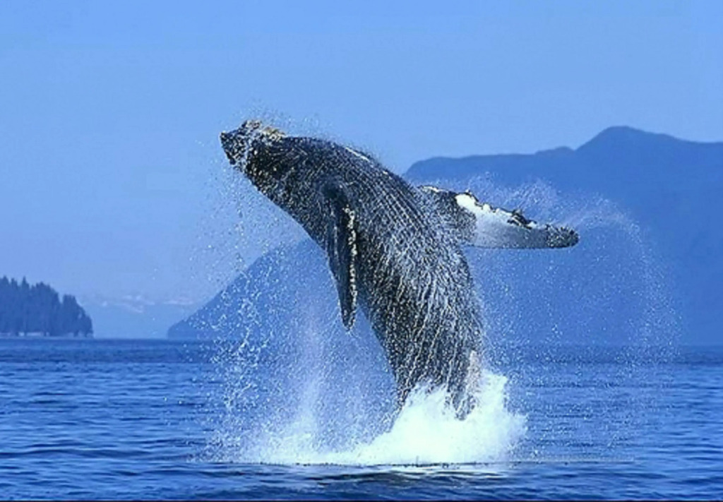 Park Royal Homestay Los Cabos