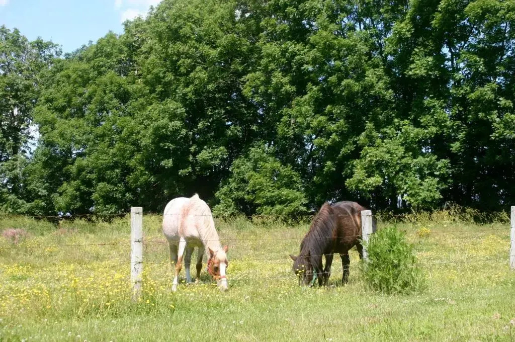 Ferienwohnung 4, EG, Hof zur Sonnenseite Fehmarn