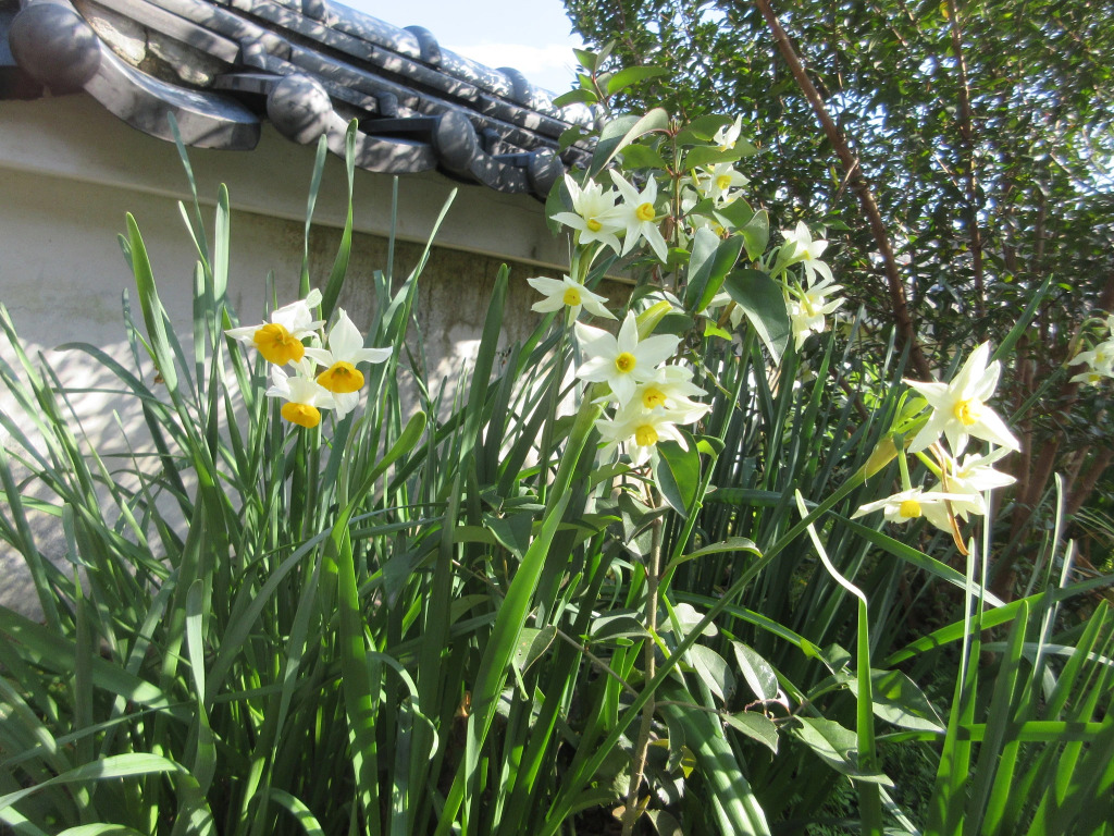 Kashibesso Sakuraso