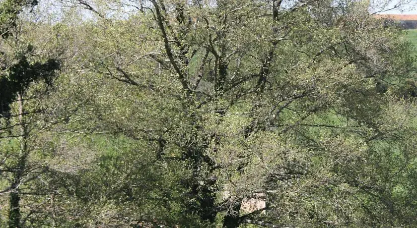 Horta da Varzea