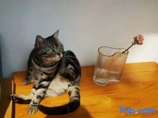 Three Cats Inn