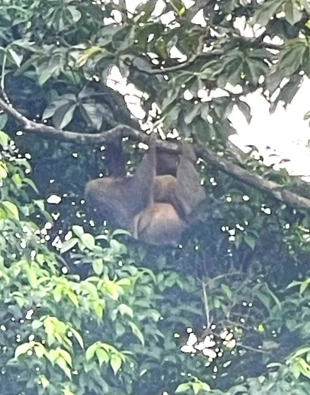 Mango Tree Villas