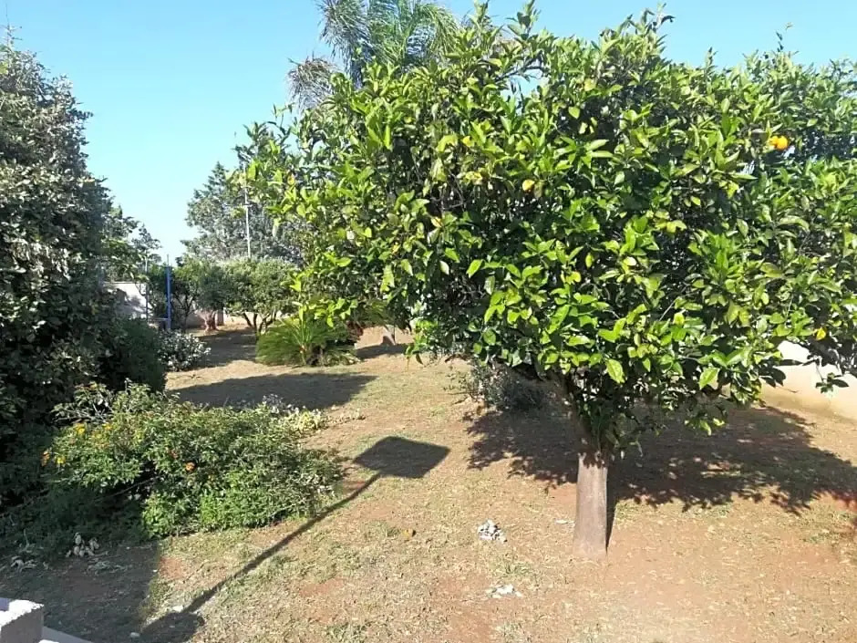 Il Giardino degli Ulivi