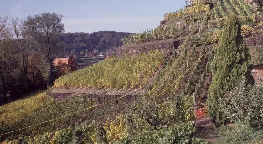Weingut Martin Schwarz