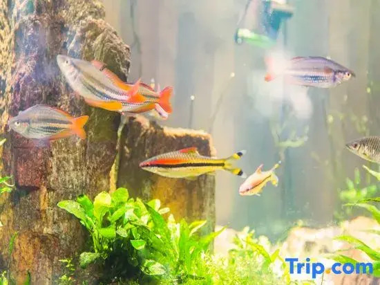 MeiZhu·Romays Hotel (Fangchenggang Cross Sea Bridge Store)