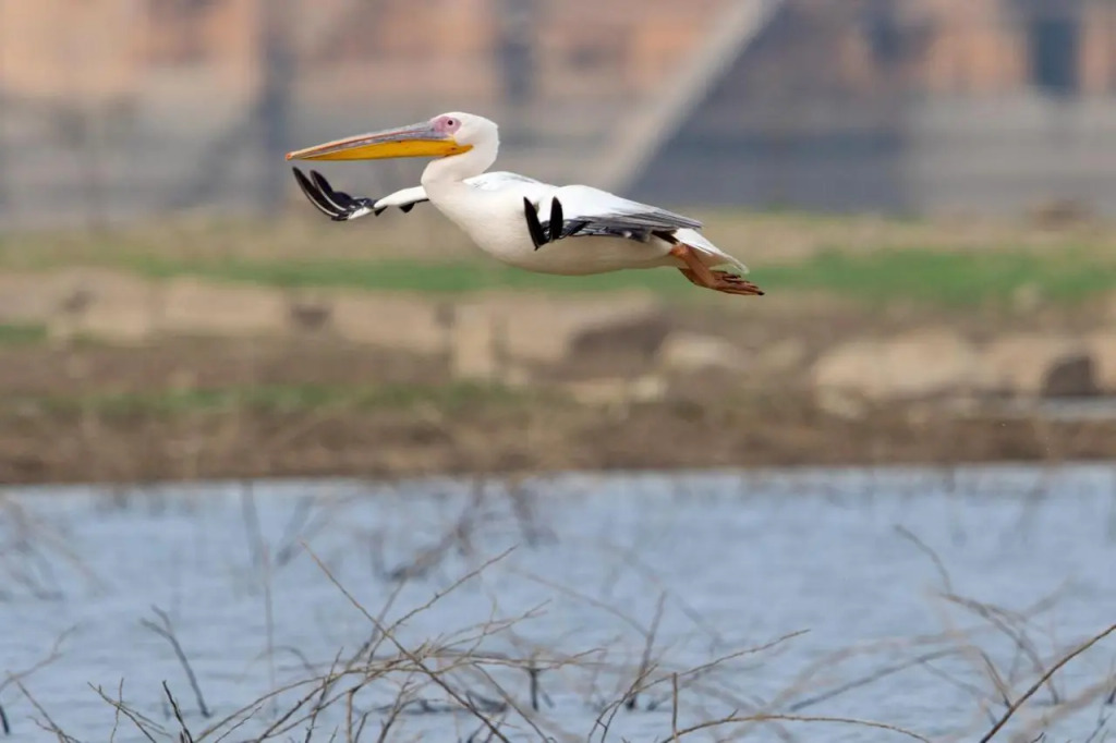 RAAS Chhatrasagar, Nimaj, District Pali
