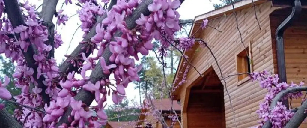 İpek Böceği Park
