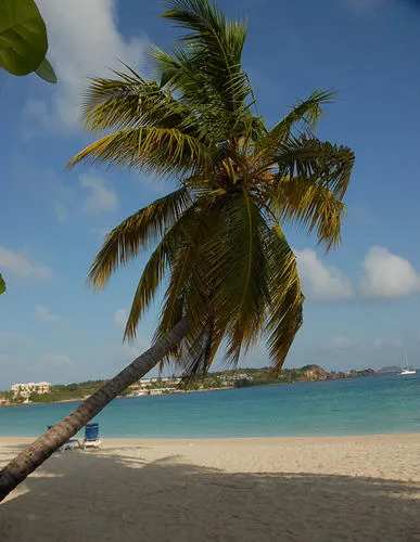 Island Beach Comber
