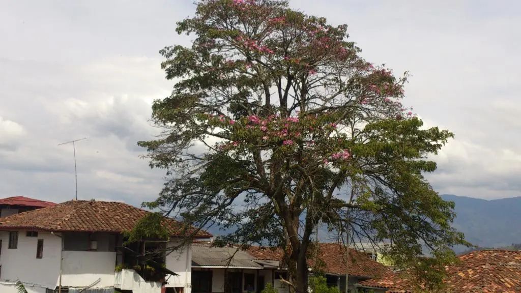 Hospedaje La Casona