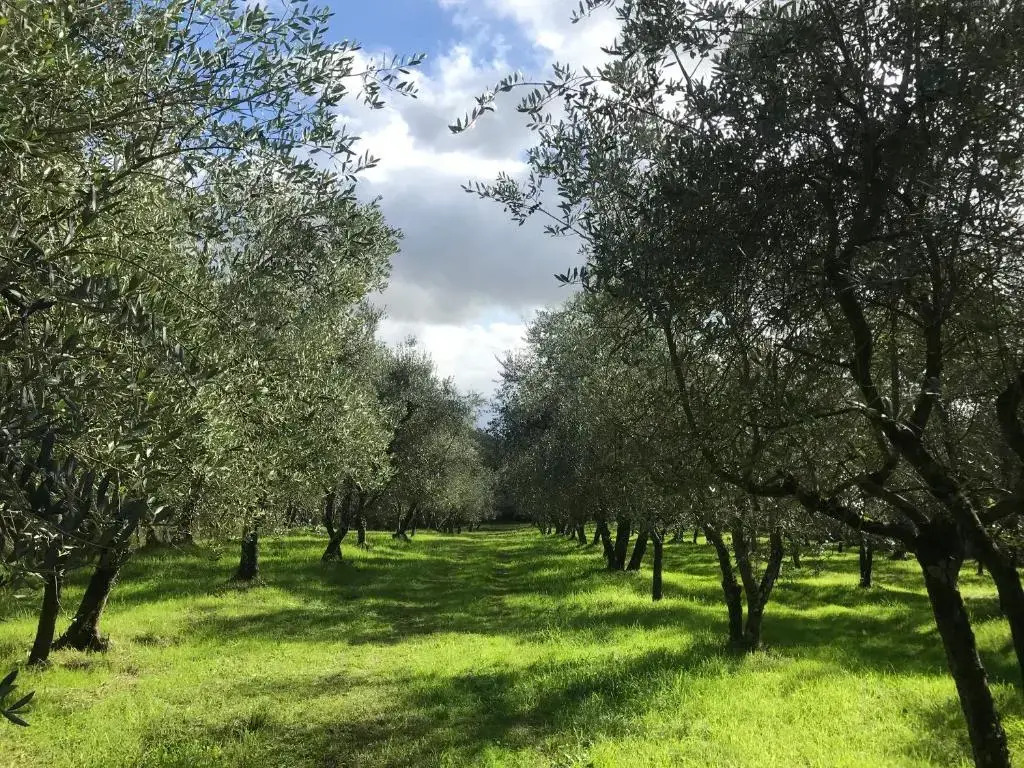 Agriturismo Podere I Caldino