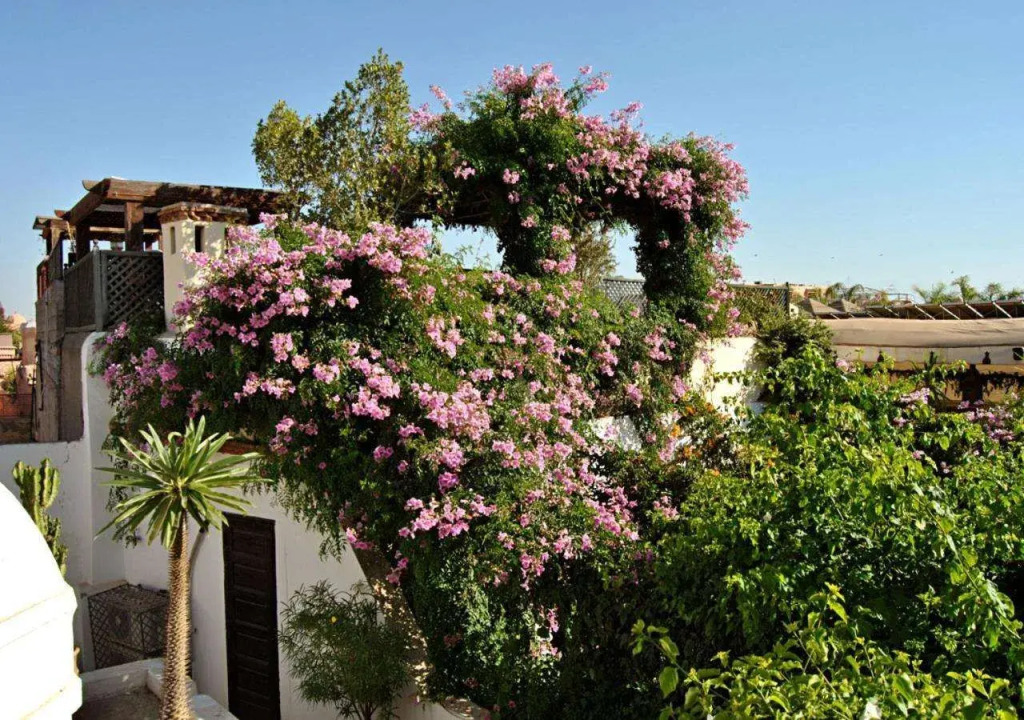 Riad Lyla