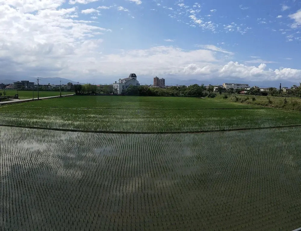 Rice Countryside