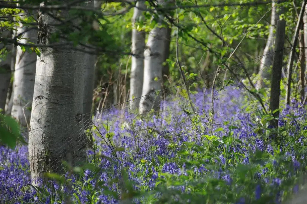 Willowherb Glamping Pod