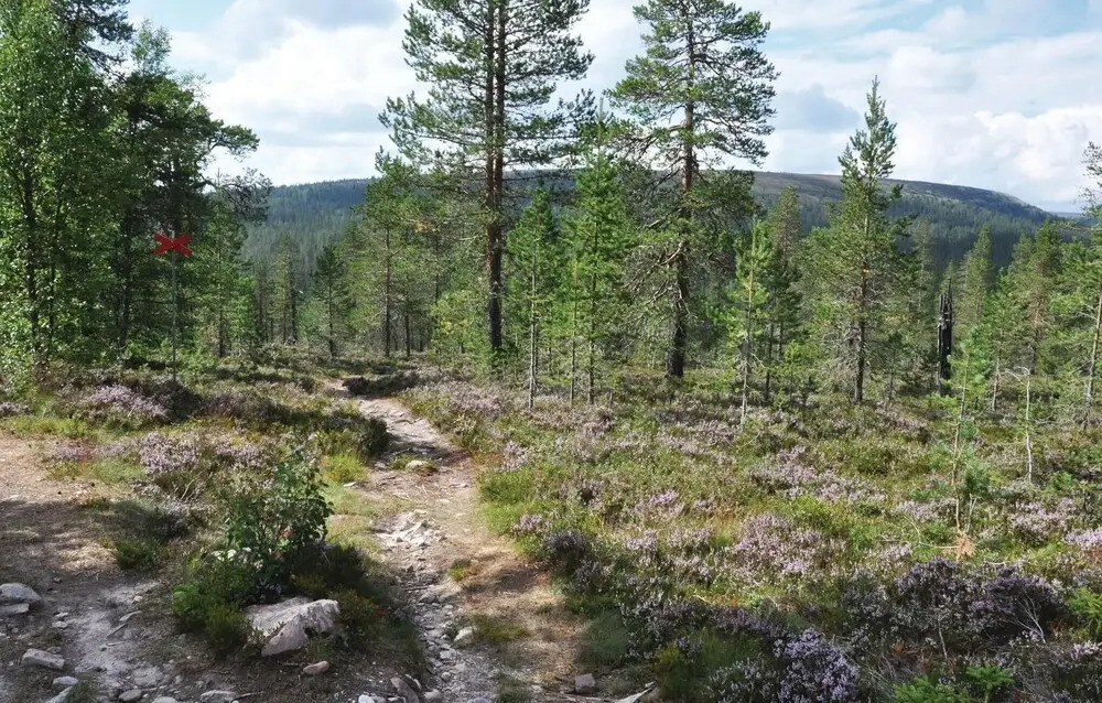 Amazing Home in Sälen With 3 Bedrooms