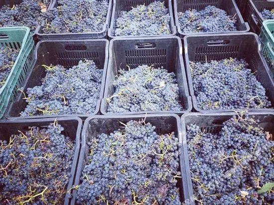 Arcangeli Wines