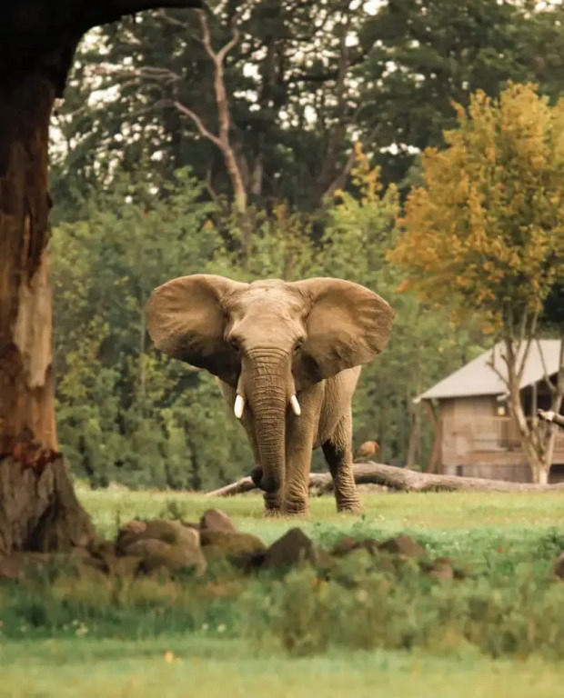 Knuthenborg Safaripark