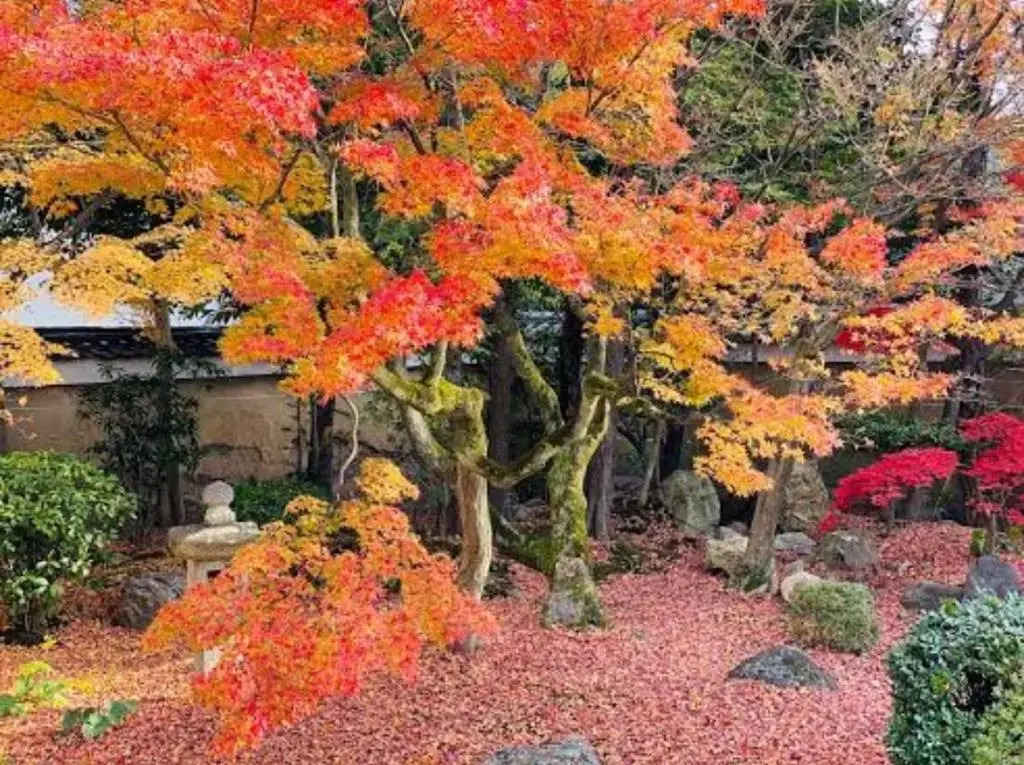 International Guest House Tani House
