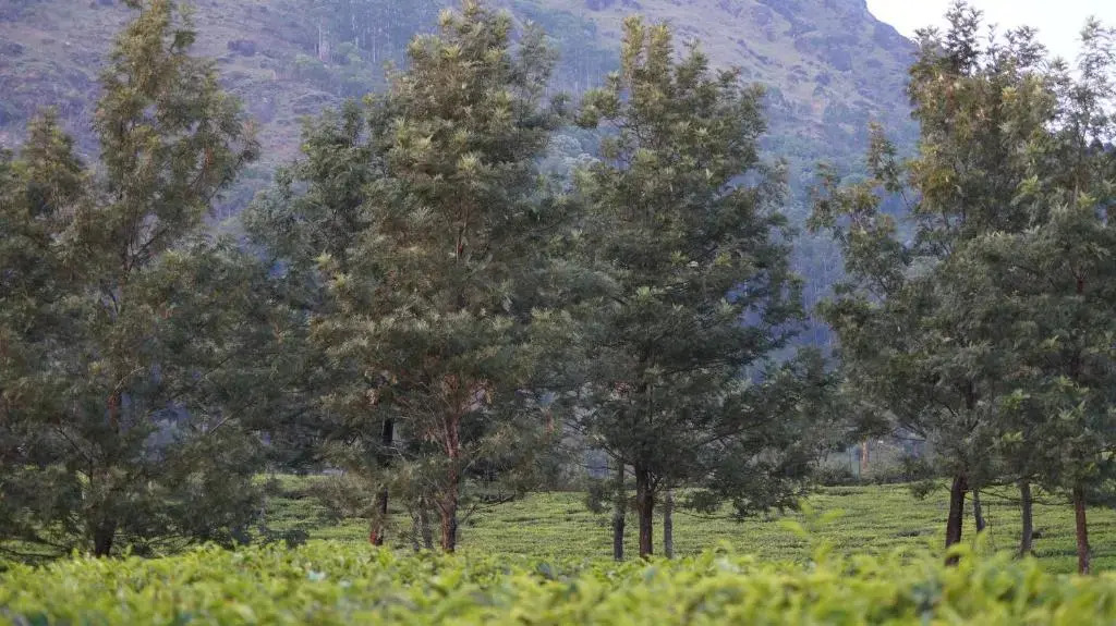 Grace Inn Munnar Homestay