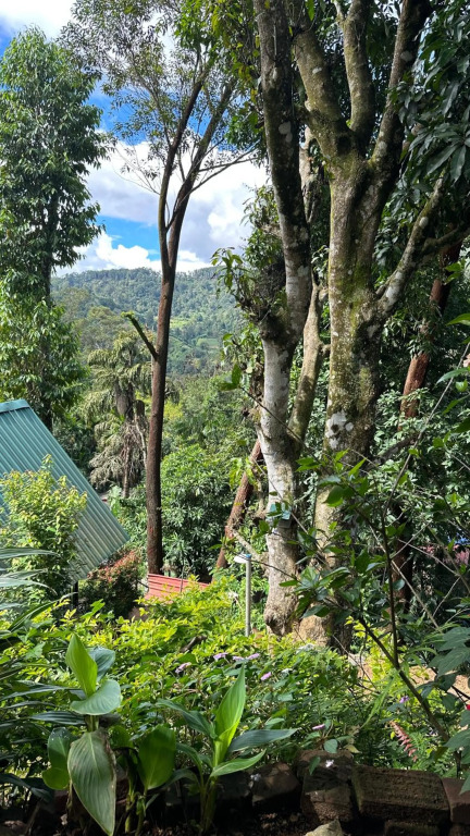 Real View