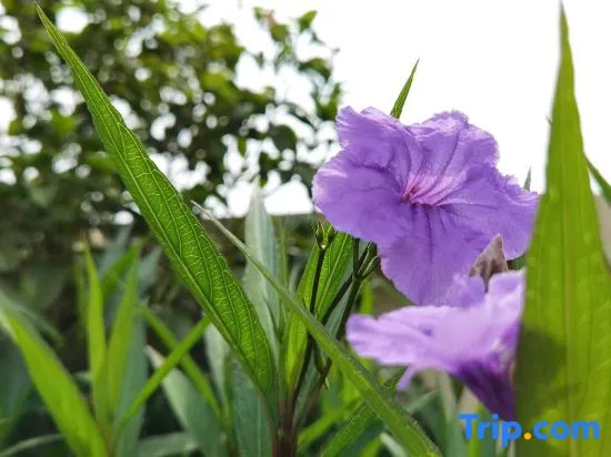 Yingde Baodun Lake Hushan Hot Spring Venice Single Family Holiday Villa