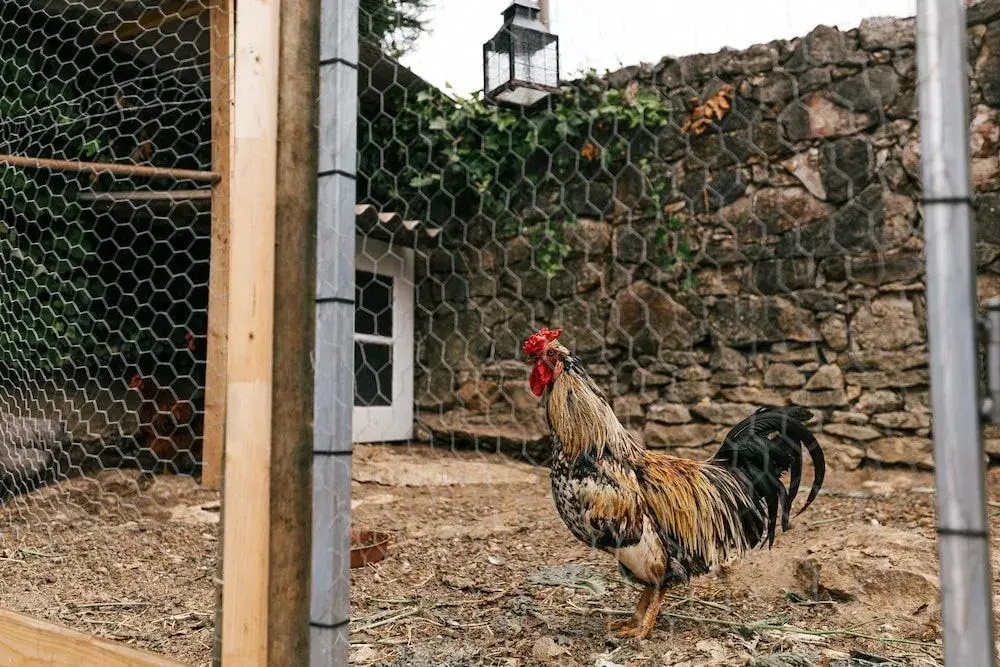 Country Village Senses
