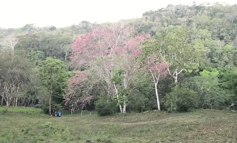 Mango Walk Inn