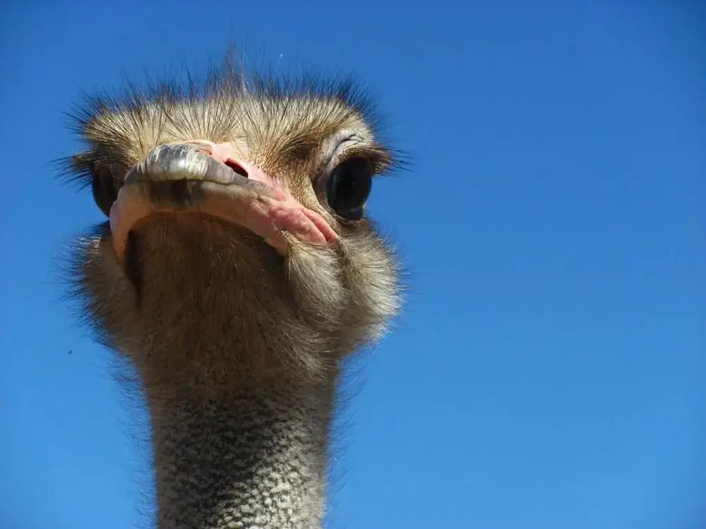 Bakenskraal Ostrich Palace