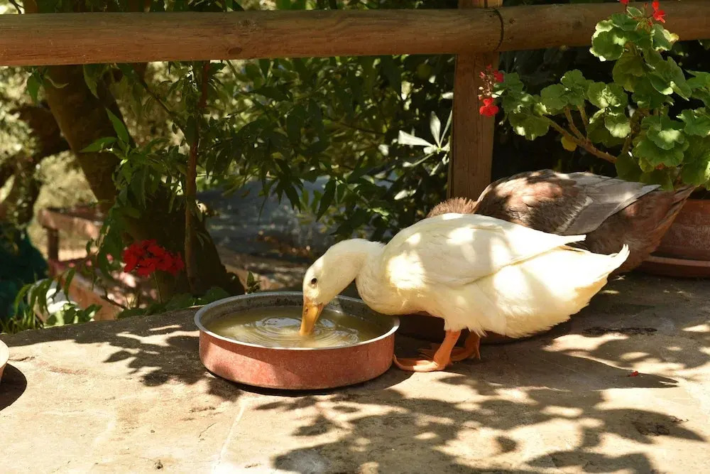 Casa La Lamia B&B