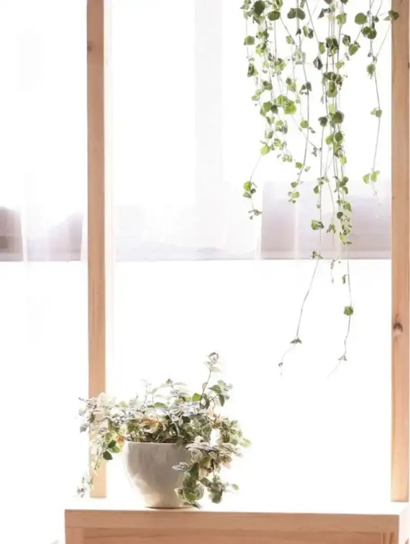 Wonderland - Kangding Loft