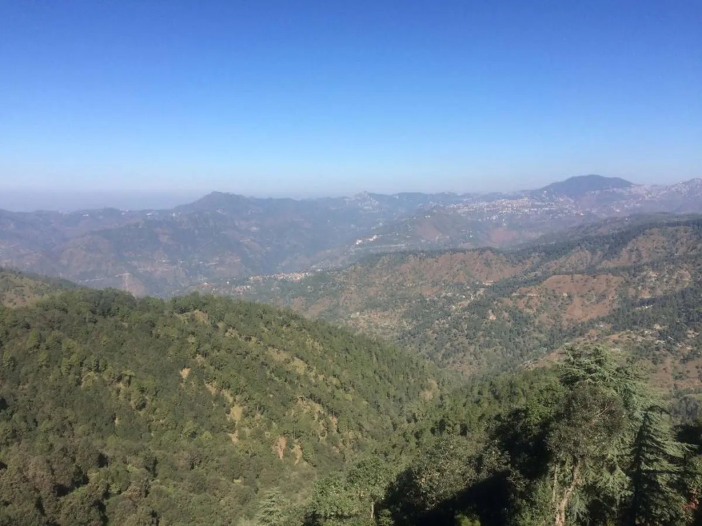 TreeHouse Chail Villas