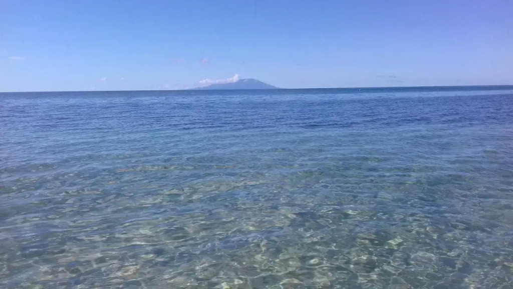 Palm View