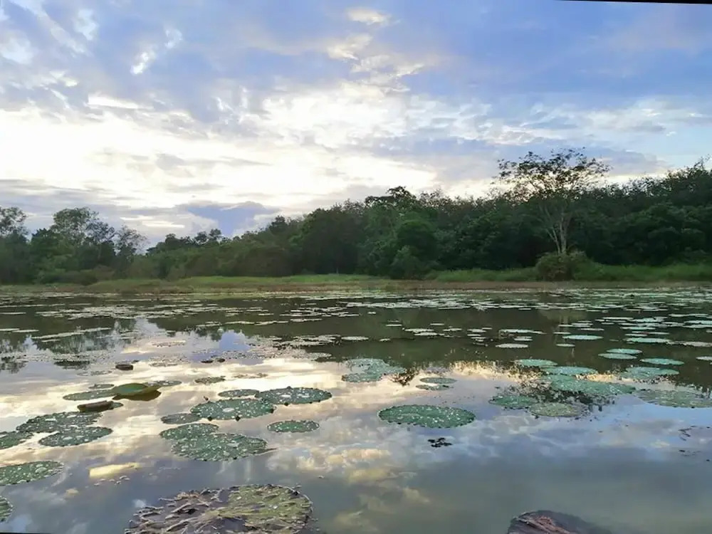Wichai's Jungle Home Stay