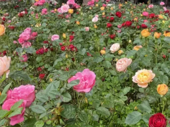 Regent Garden Hotel Zhoushan