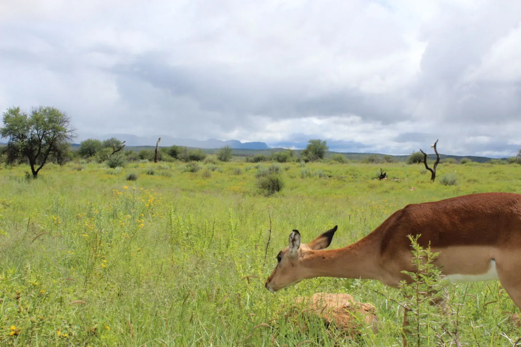 Auas Safari Lodge
