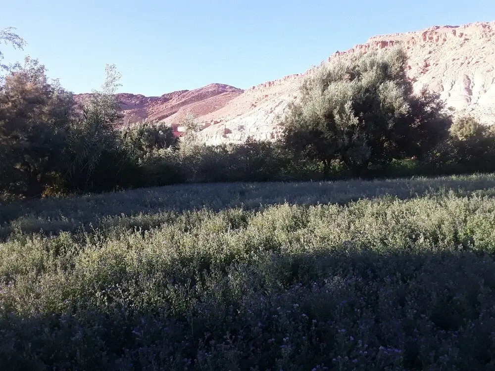 Kasbah tifaoute ait Ben haddou
