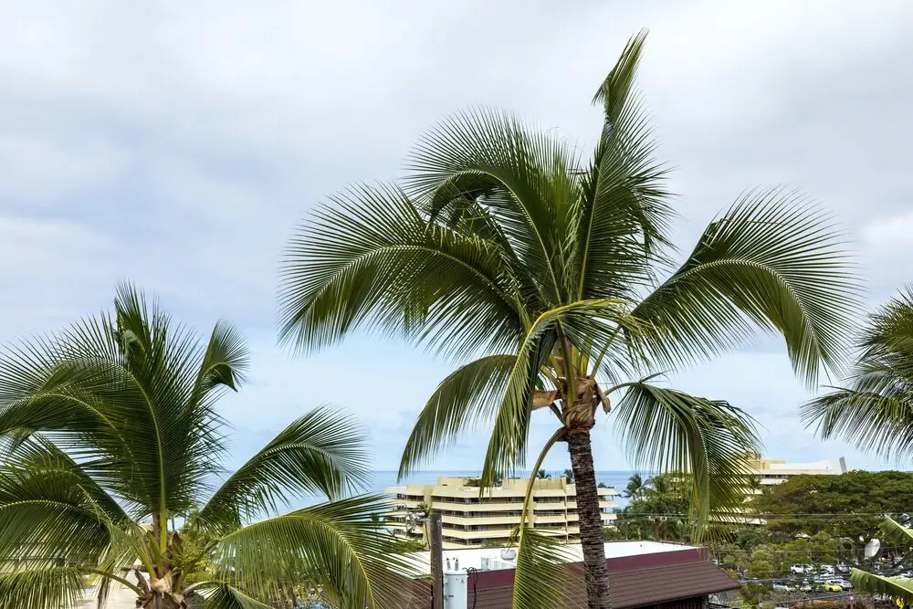 Kona Mansions #a301