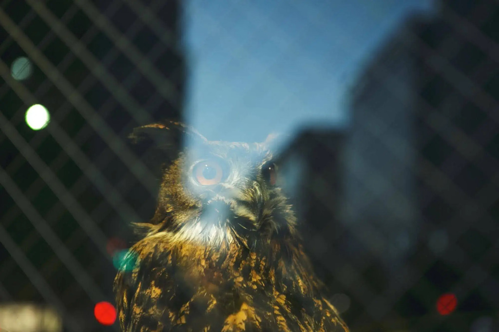 Wise Owl Hostels Tokyo