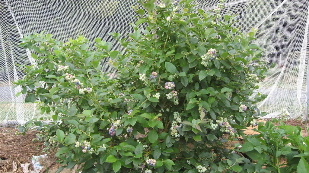 Blueberry B & B