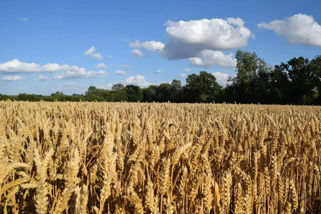 At the Farmhouse Hunters Hall