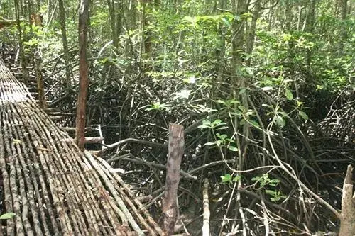 Amazon Bungalow