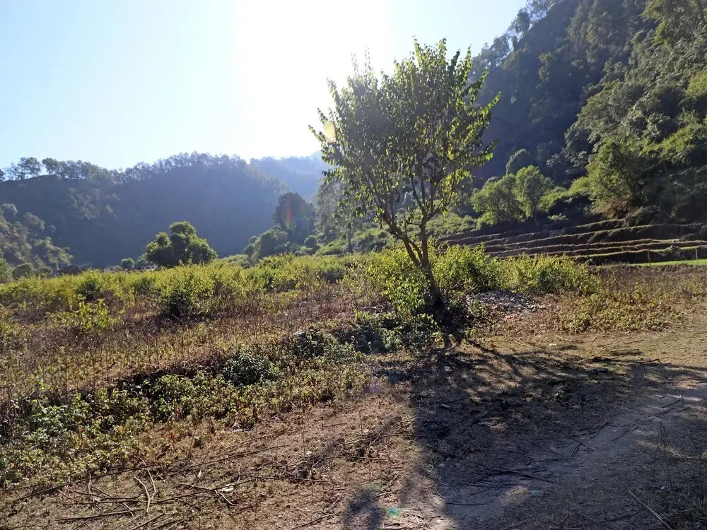 OYO 26673 The Royal Rishikesh - Campsite