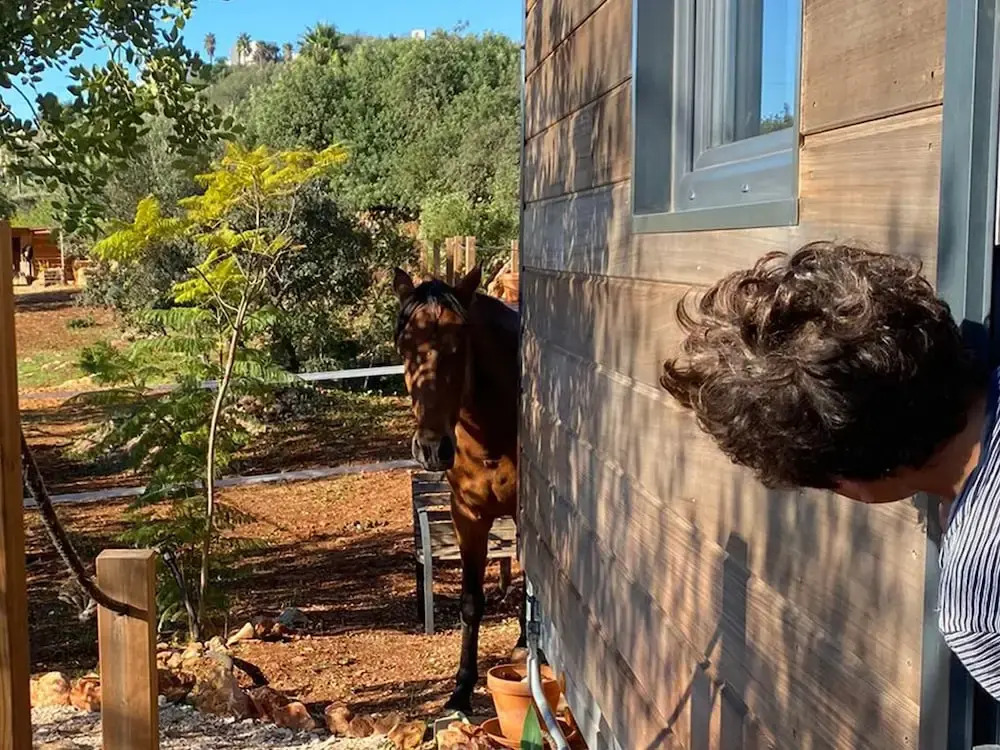 Tiny House Horses Hbergement Atypique Loul