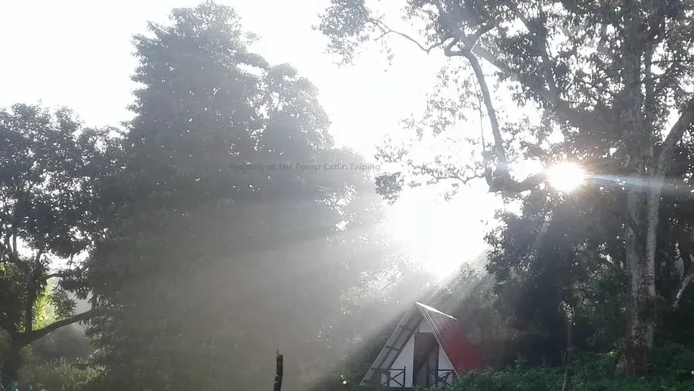 The Forest Cabin Taiping