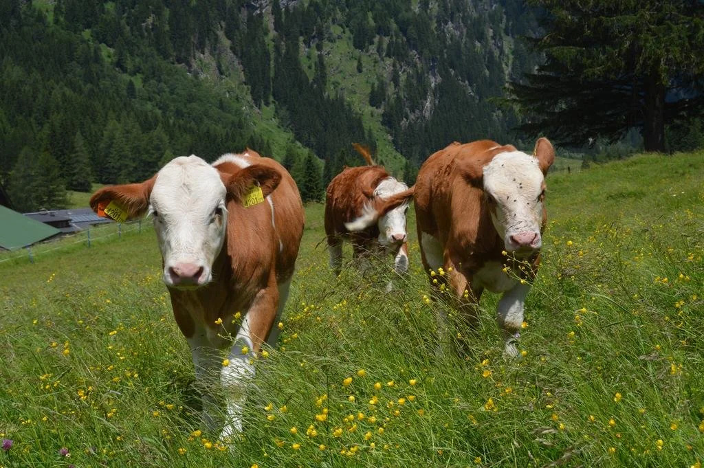 Rabischnig