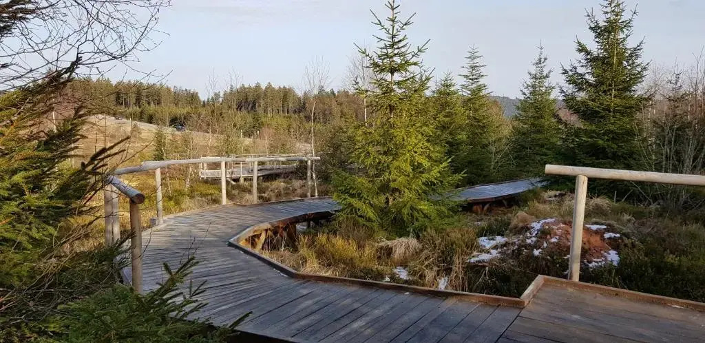 Ferienwohnung Vogelnest im Schwarzwald