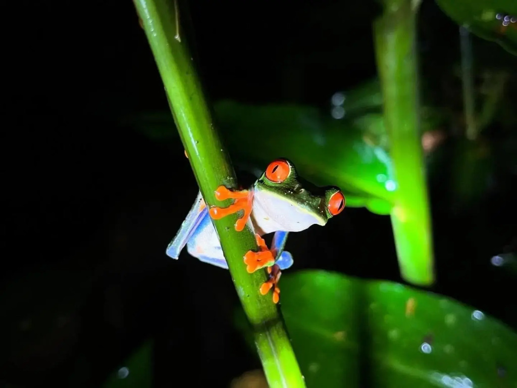 The Frog House