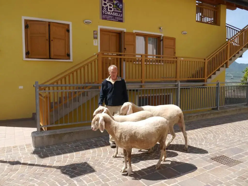 B&B Tomaselli