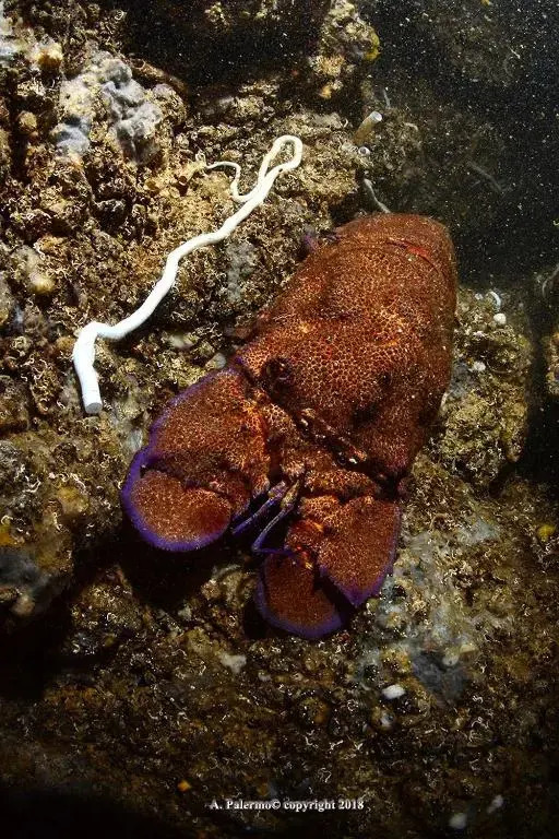 The Patrick
