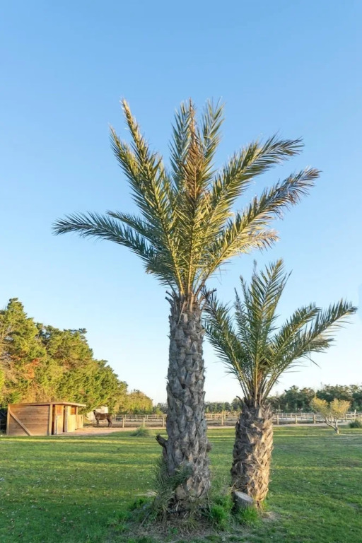 Abri Cosy - Suite Romantique en Camargue