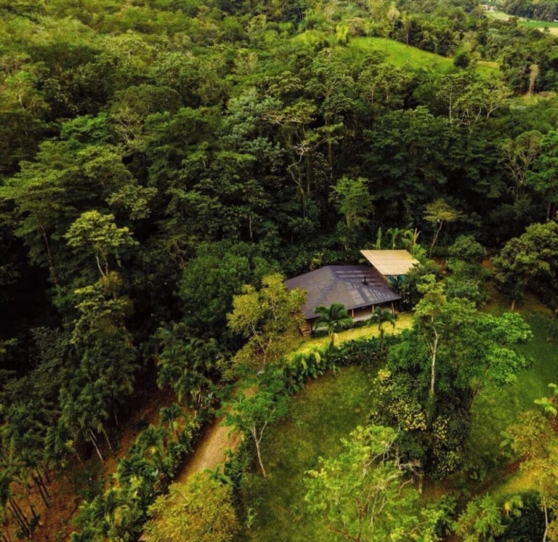 Arenal Palms
